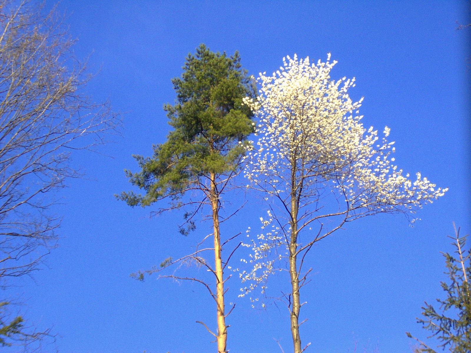 Ausgeglichenheit